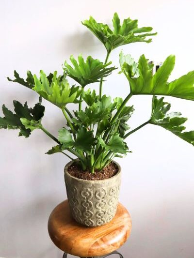 Philodendron Selloum