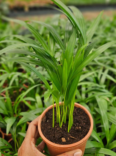 Areca Palm (S) - Image 2