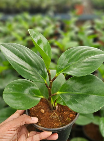 Peperomia Green Plant - Image 2