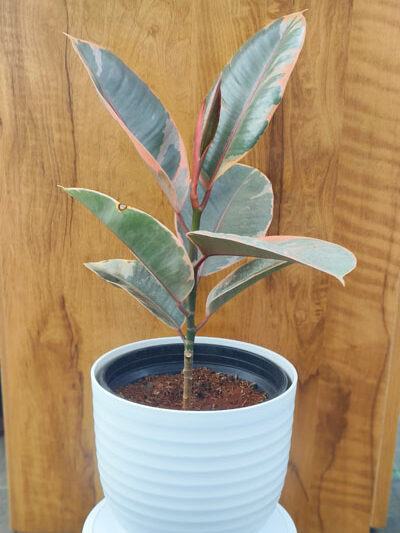 Rubber Plant