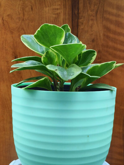 Peperomia variegated