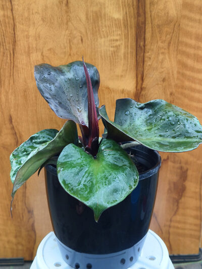 Philodendron Red Heart