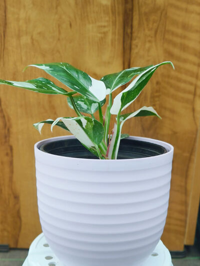 Philodendron White Princess