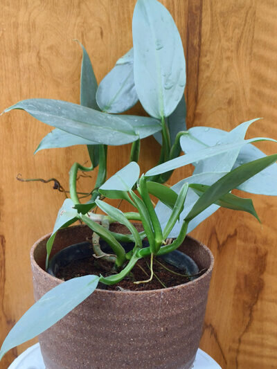 Philodendron silver sword