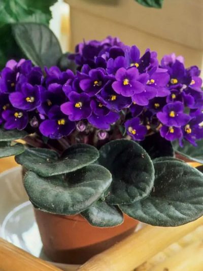 African violets