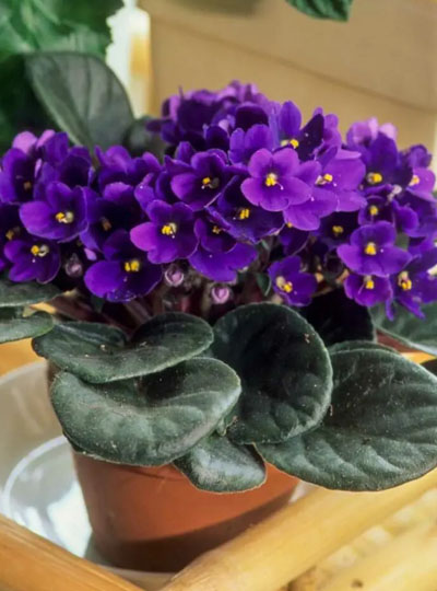 African violets