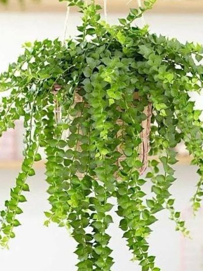 Dischidia ruscifolia (Millions hearts)
