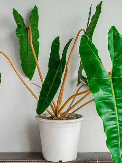 Philodendron billietiae