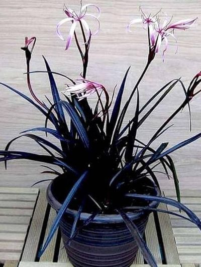 Black Lily