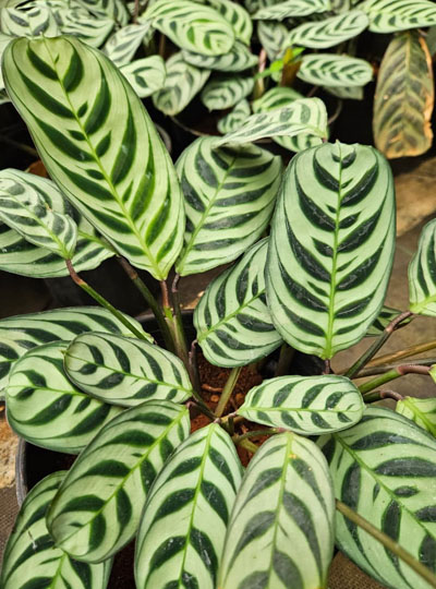 Calathea Burle Marxii - Image 2
