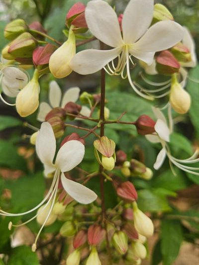 Clerodendrum