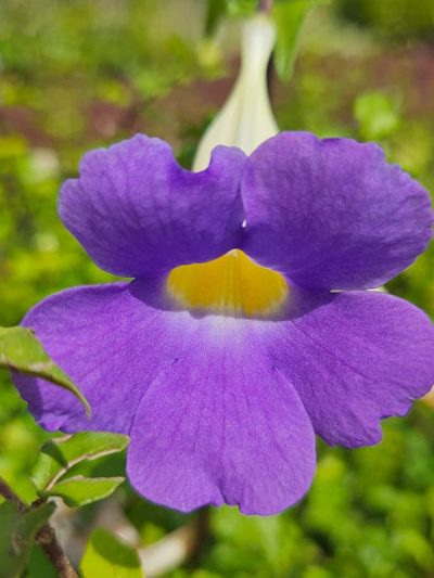 Thunbergia erecta