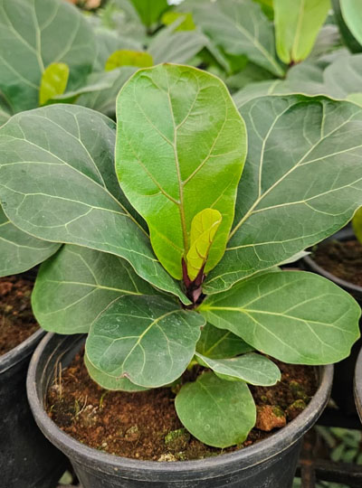 Fiddle-leaf fig - Image 2