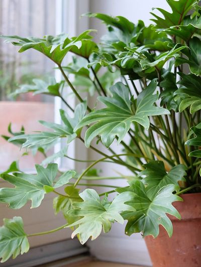 Philodendron xanadu