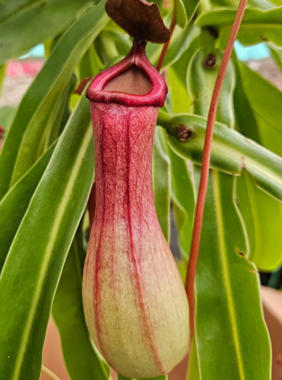 Pitcher plant Big - Image 2