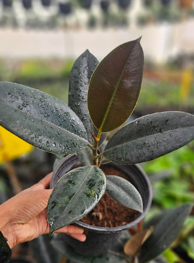 Rubber plant black - Image 2