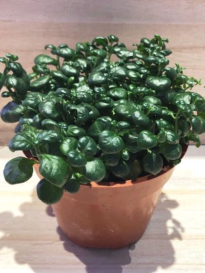 Bubble plant