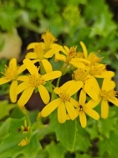 Bridal bouquet Yellow