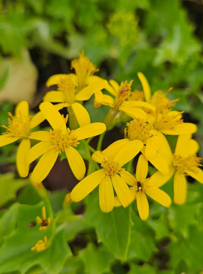 Bridal bouquet Yellow