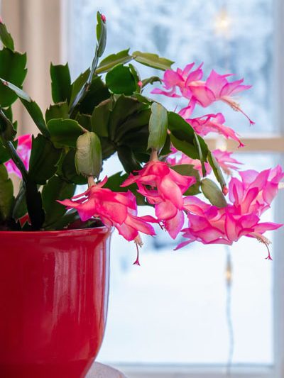 Christmas Cactus