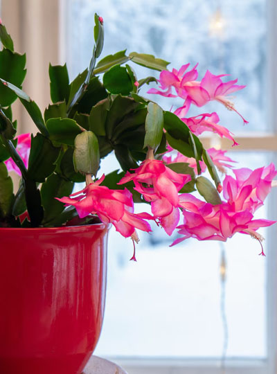 Christmas Cactus