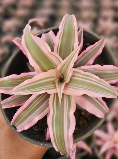 Cryptanthus - Image 2