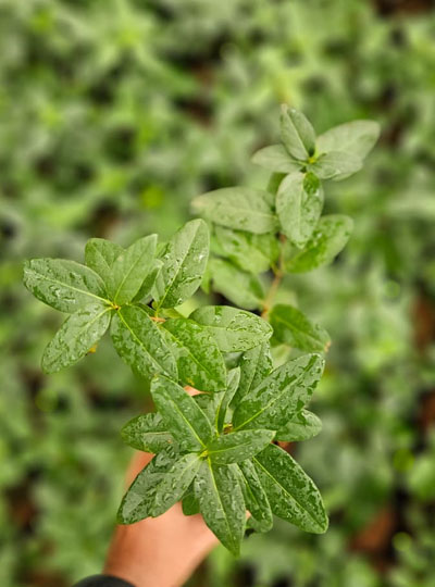 - Image 2