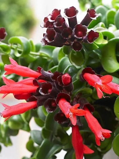 Aeschynanthus (Lipstick Red)