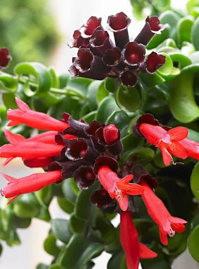 Aeschynanthus (Lipstick Red)