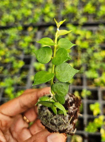 Dischidia ruscifolia (Millions hearts) - Image 3