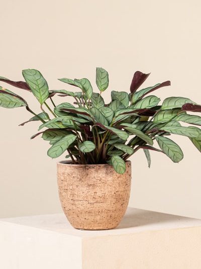 Calathea amagris