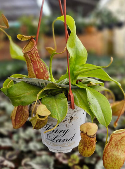 Pitcher plant