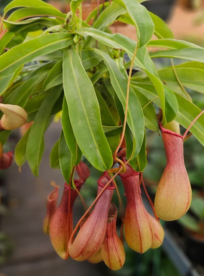 Pitcher plant Big