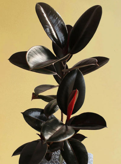 Rubber plant black