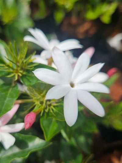 Star jasmine