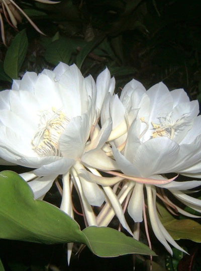 Queen of the Night