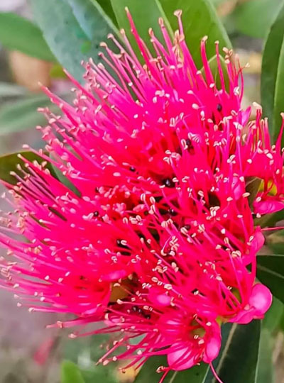 Rosido