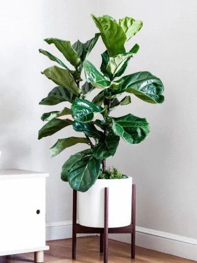 Fiddle-leaf fig