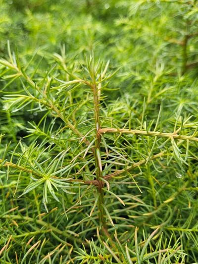 Hannigan keria plant