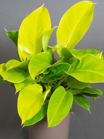 Philodendron moonshine