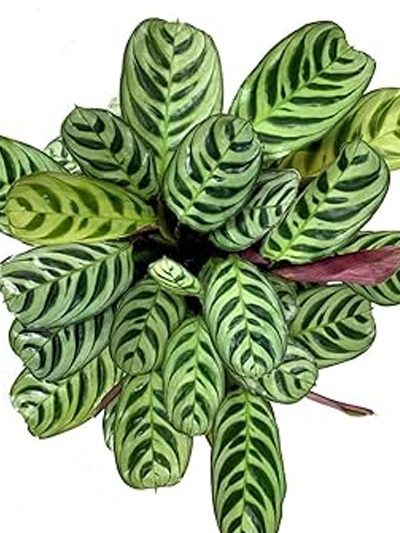 Calathea Burle Marxii