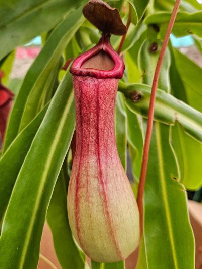Pitcher plant