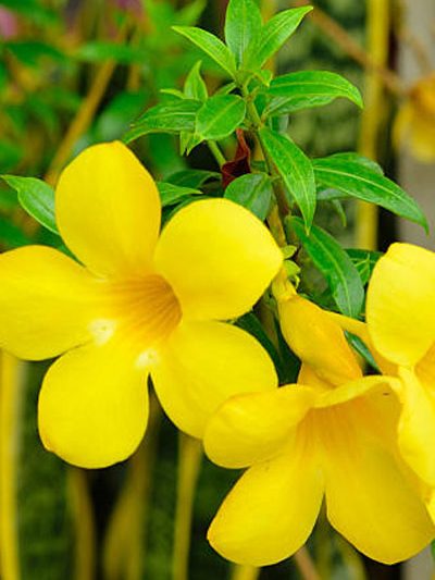 Allamanda cathartica