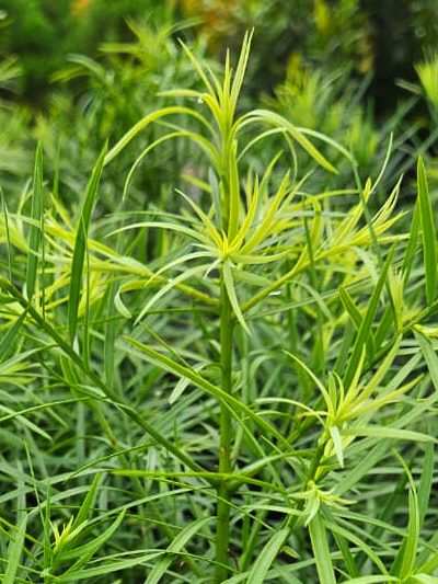 Podocarpus