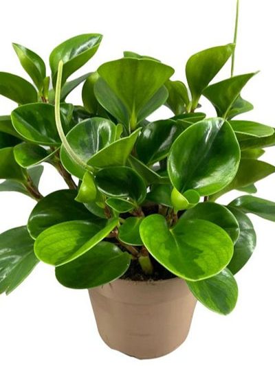 Peperomia (S)