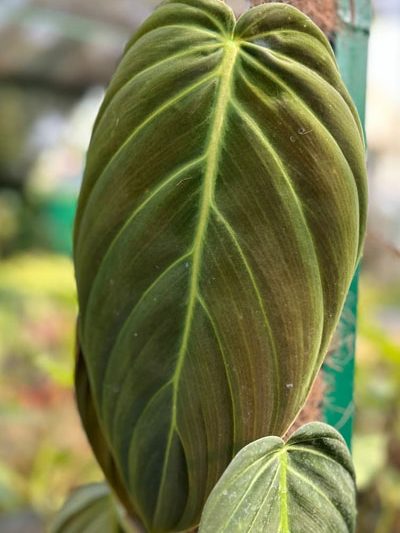 Philodendron Gigas