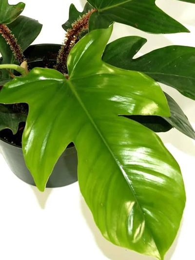 Philodendron squamiferum