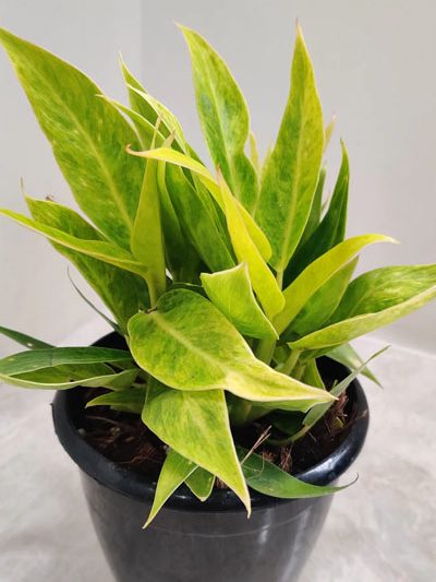 Philodendron Calkins Gold