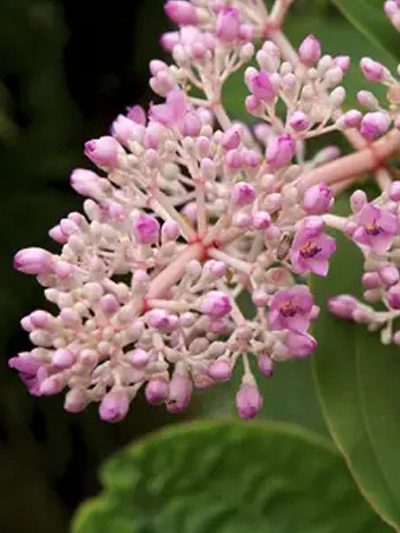 Medinilla myriantha