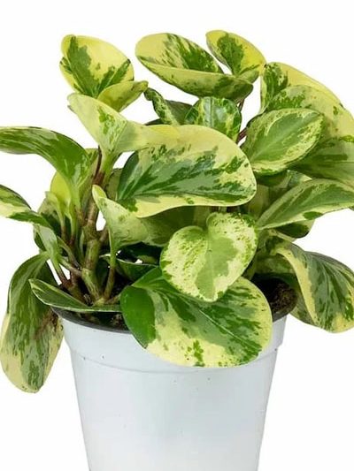 Peperomia Verigated (S)